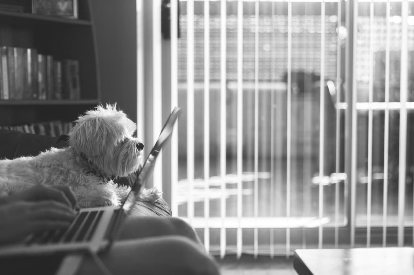 Dog resting beside a person using a laptop