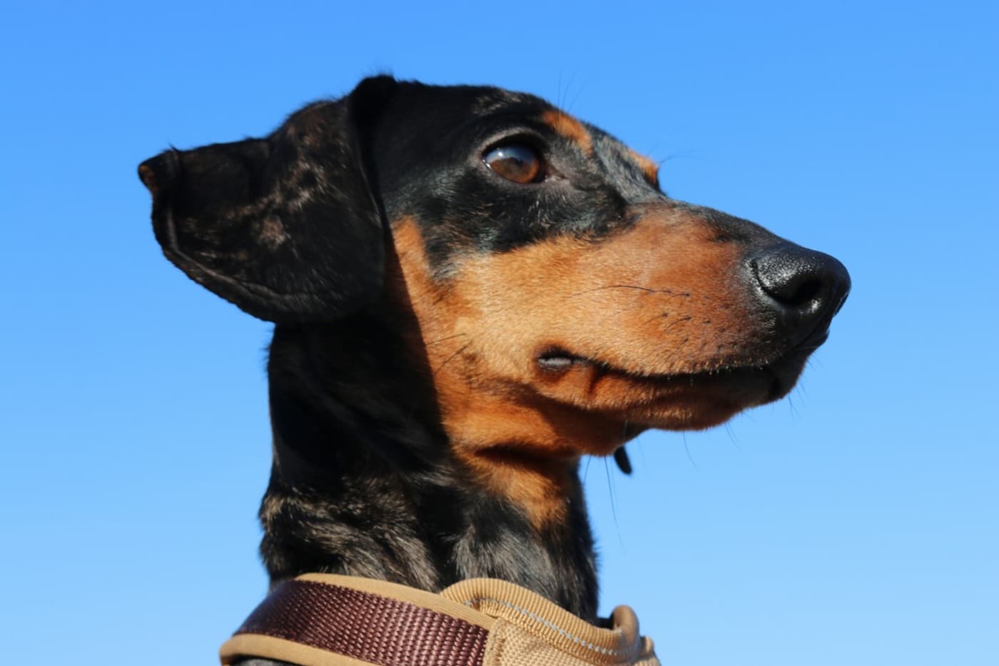 Dachshund wearing a coordinated collar and harness