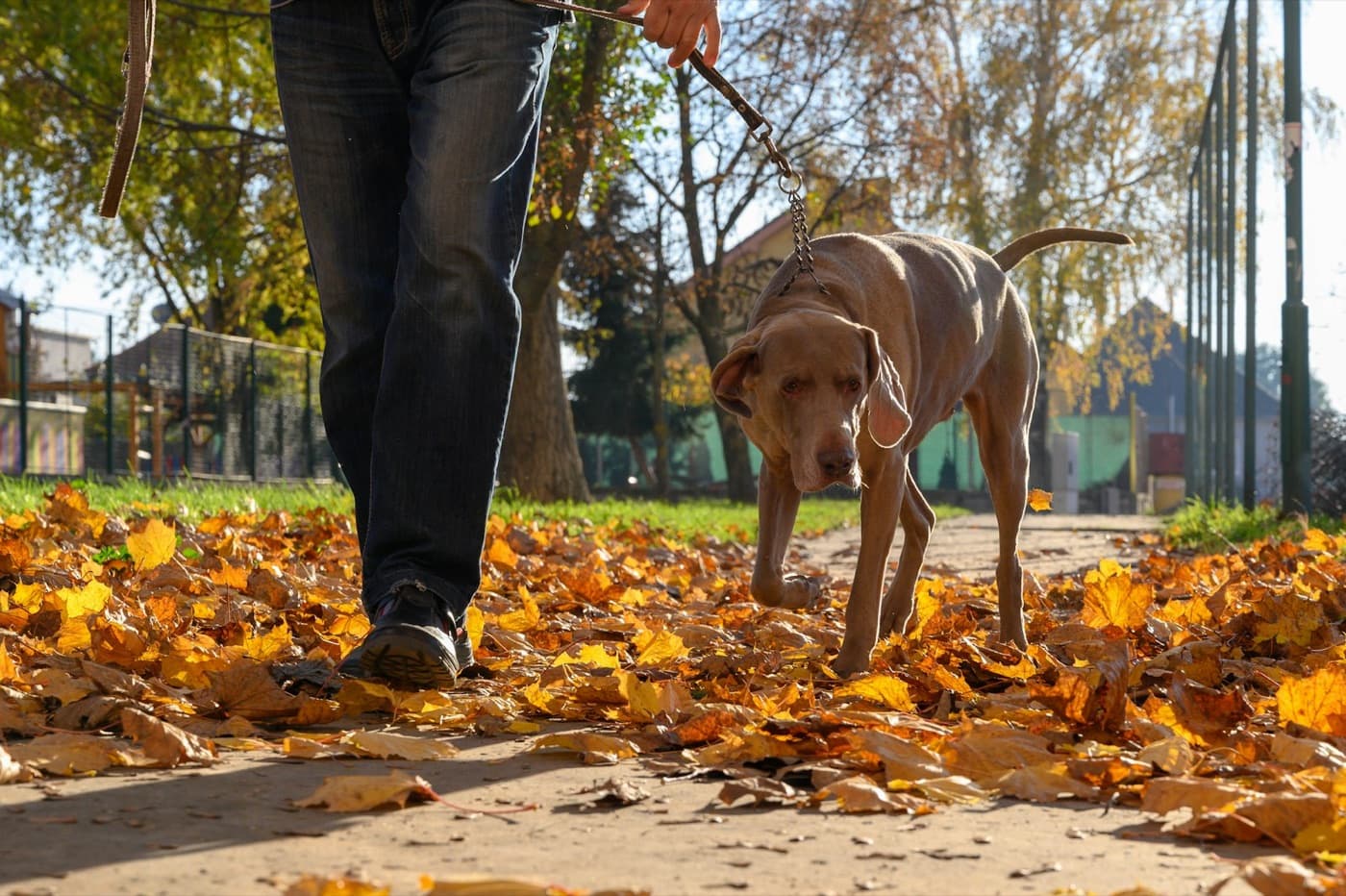 Dog walking on a lead through autumn leaves