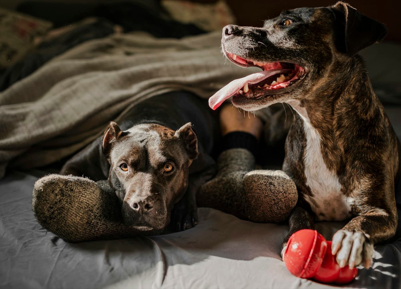Two dogs resting beside a red chew toy